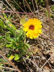 Calendula officinalis