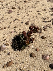 Crassula alpestris