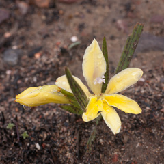 Babiana patula