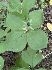 Paris quadrifolia