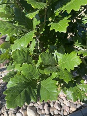 Quercus bicolor