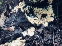 Pseudoinonotus