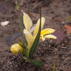 Babiana patula