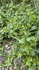 Ranunculus sceleratus