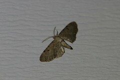 Eupithecia