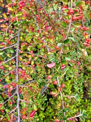 Cotoneaster horizontalis