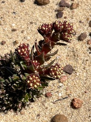 Crassula alpestris