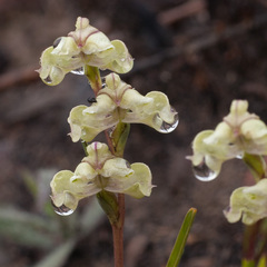 Disperis circumflexa circumflexa