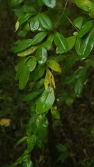 Forestiera
