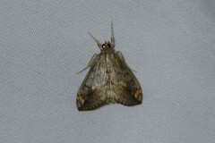 Evergestis rimosalis