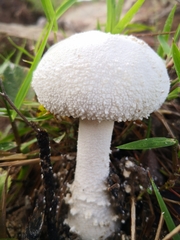Amanita polypyramis