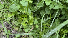 Ranunculus sceleratus