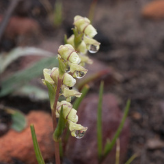 Disperis circumflexa circumflexa
