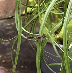 Ocyptamus fuscipennis