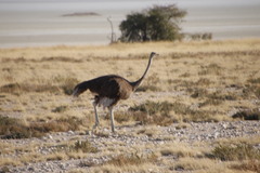 Struthio camelus australis