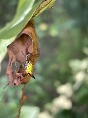 Micrathena sagittata