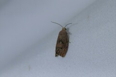 Cydia latiferreana