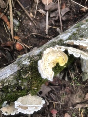 Pseudoinonotus