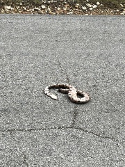 Agkistrodon contortrix