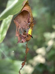 Micrathena sagittata