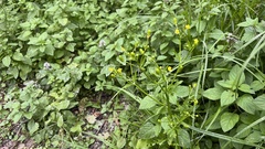 Ranunculus sceleratus