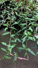 Persicaria longiseta