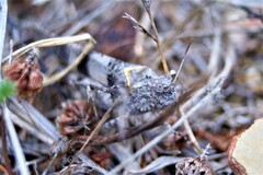 Oedipoda caerulescens