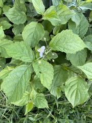Rubus caesius