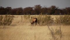 Alcelaphus buselaphus caama