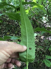 Eupatorium sessilifolium