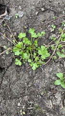 Ranunculus sceleratus