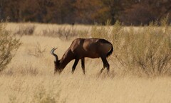 Alcelaphus buselaphus caama