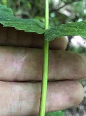 Eupatorium sessilifolium