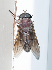 Tabanus catenatus