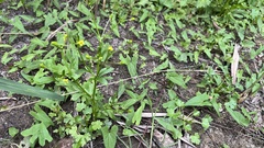 Ranunculus sceleratus