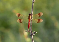 Sympetrum pedemontanum