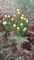 Leucospermum cuneiforme