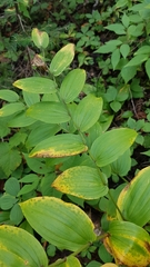 Streptopus lanceolatus