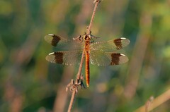 Sympetrum pedemontanum