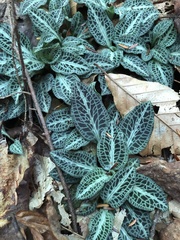 Goodyera pubescens