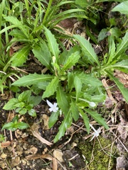 Hippobroma longiflora