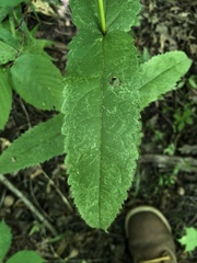 Eupatorium sessilifolium