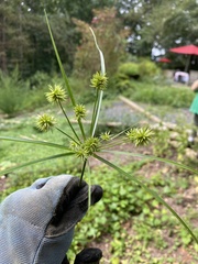 Cyperus croceus