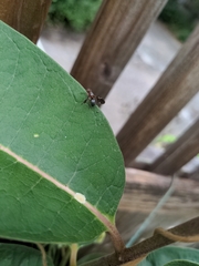 Delphinia picta
