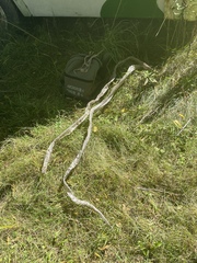 Pantherophis spiloides