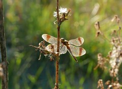 Sympetrum pedemontanum