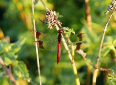 Sympetrum pedemontanum