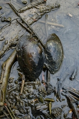 Pyganodon grandis
