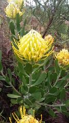Leucospermum cuneiforme