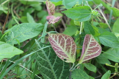 Amaranthus dubius